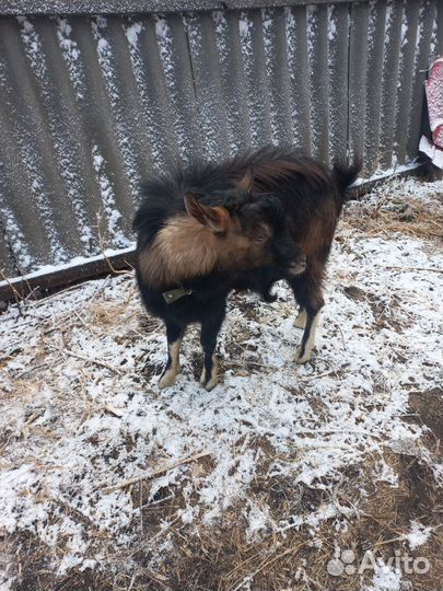 Козёл Альпийский