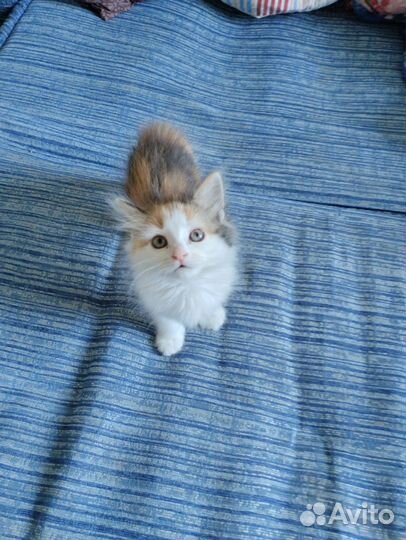 Отдам в хорошие руки