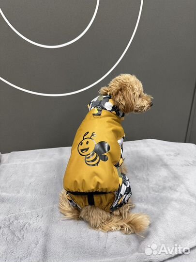 Собака модель фотосессия