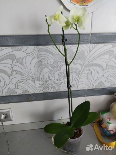 Орхидея фаленопсис отцветает (лимонная)