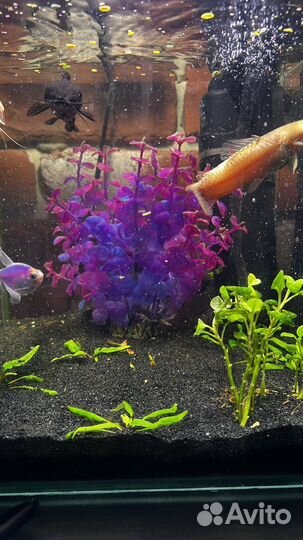 Аквариум нанокуб aquael 15 литров с аксессуарами