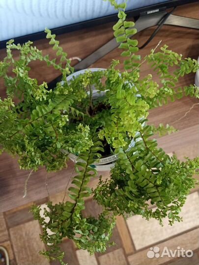 Папоротник