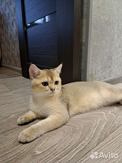 Британский котик