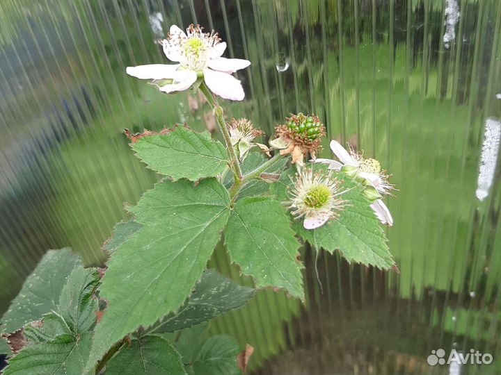 Ежевика Агавам с ягодами