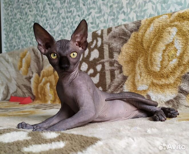 Канадский сфинкс котенок