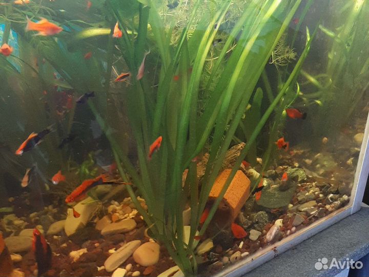 Аквариумные растения и рыбки