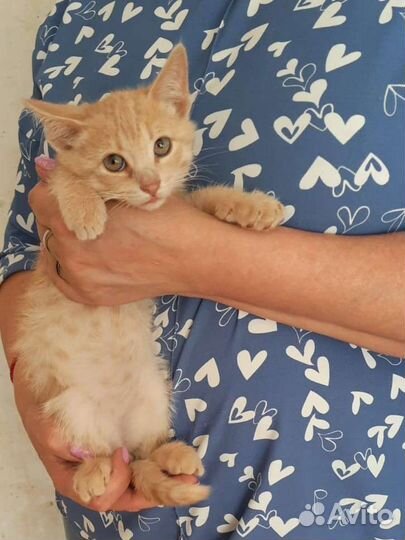 Персиковый котенок в добрые руки