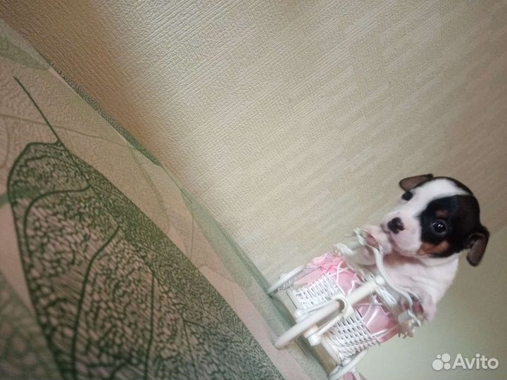 Чихуахуа, тойтерьеры, карликовые пинчеры доставка