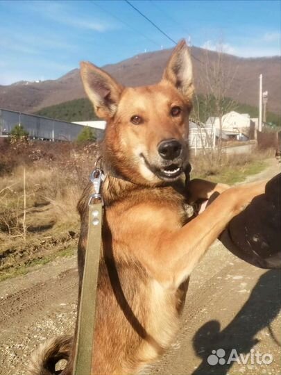 Собака в добрые руки