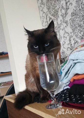 Кот вязка