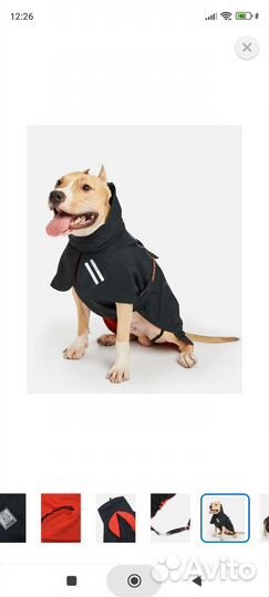 Одежда для большой собаки