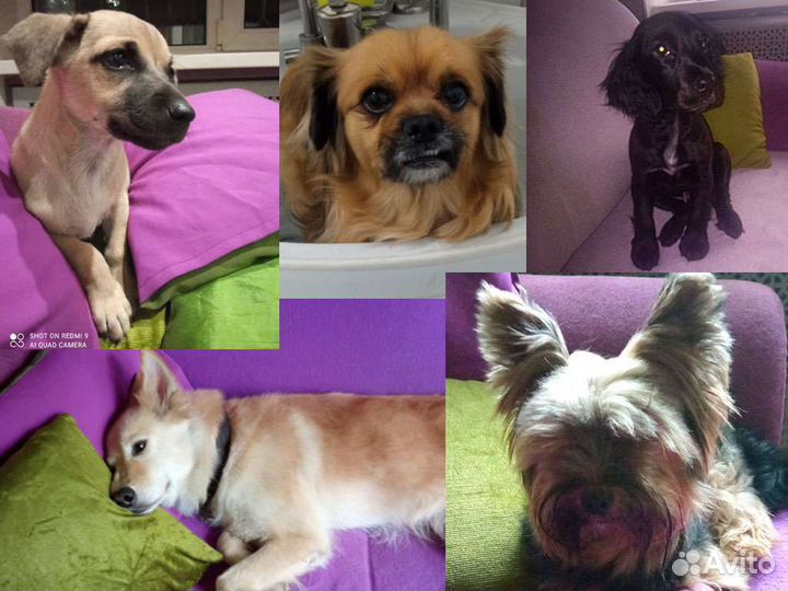 Передержка собачек мелких средних пород