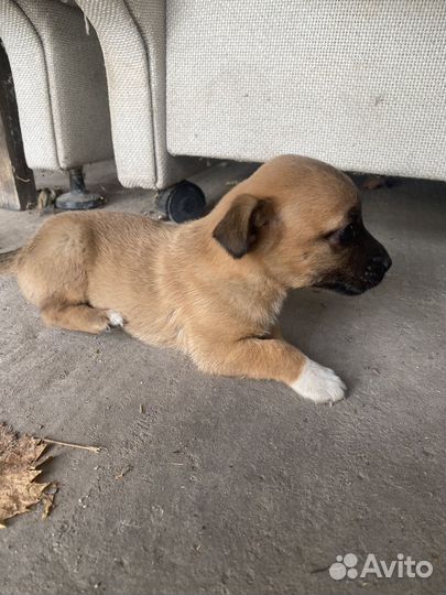 Щенок, девочка