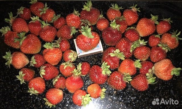 Саженцы сортовой клубники, плодово-ягодных культур