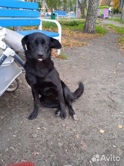 Добрый друг в добрые руки