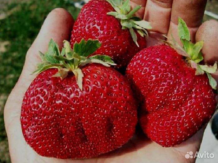 Саженцы малина клубника ежевика крыжовник