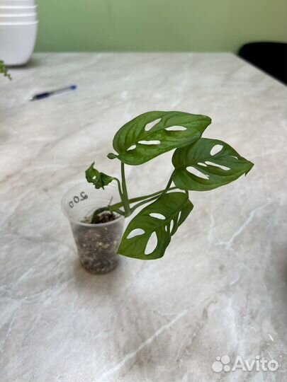 Монстера манки маск