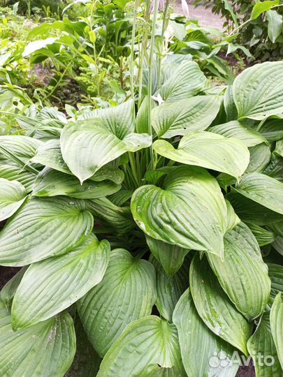 Хоста растение