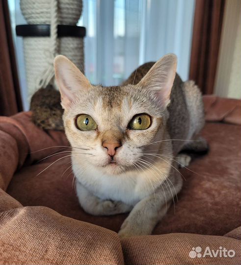 Сингапурская кошка, Сингапурские котята