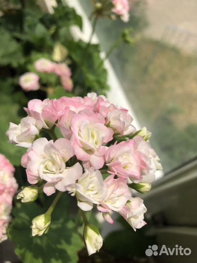 Пеларгония Sutarves Nada K. и Антик розебуд