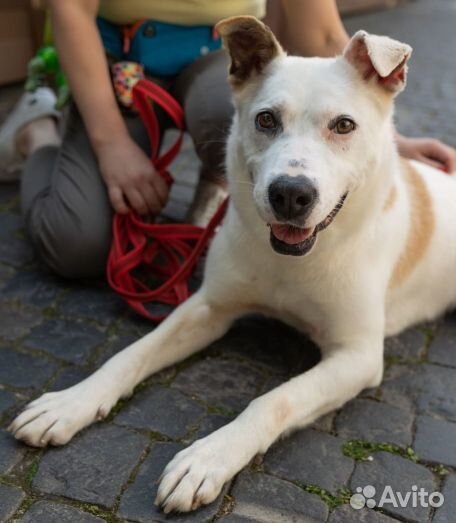 Рей - Кобель с большой буквы 