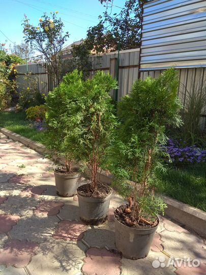 Туя смарагд 70-80 см