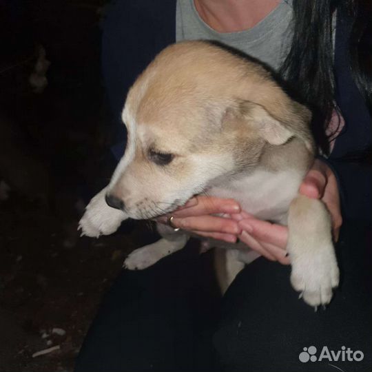 Выкинули в мешке