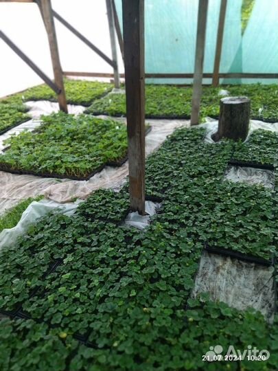 Ремонтантные сорта. Рассада зкс