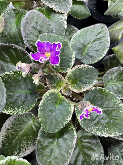 Свежесрез листики фиалка сортовая
