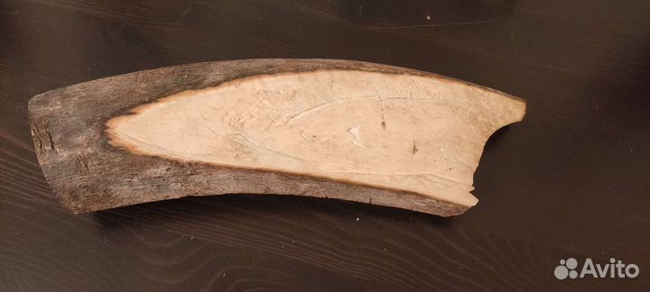 Продам бивень мамонта