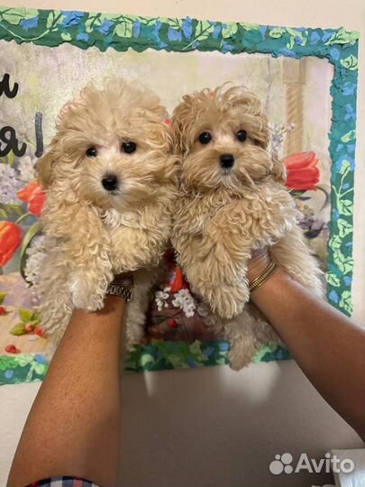 Щенки Мальтипу F1