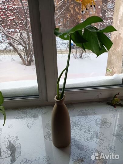 Монстера в вазе на 8 марта