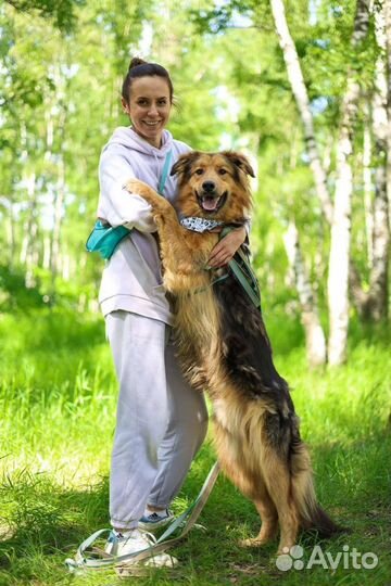 Собаки бесплатно