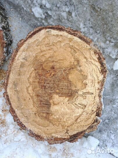 Спилы шпальта березы