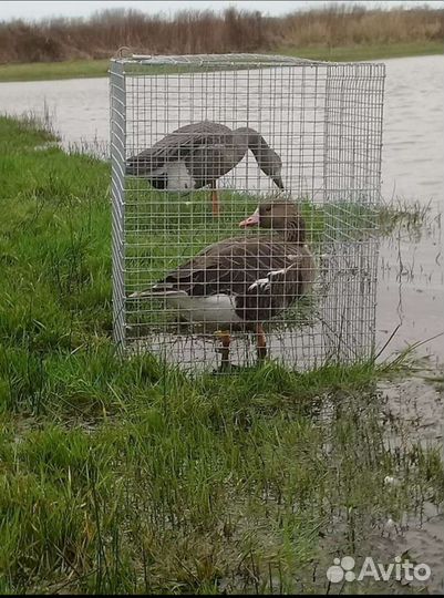 Подсадные утки,Белолобые