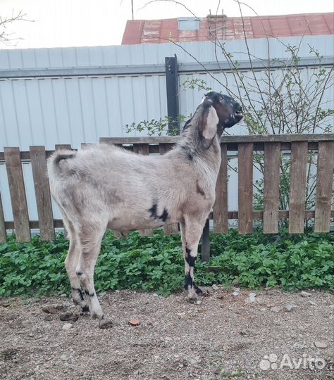 Англо-Нубийский козел 100 вязка, продажа