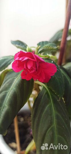 Бальзамин махровый