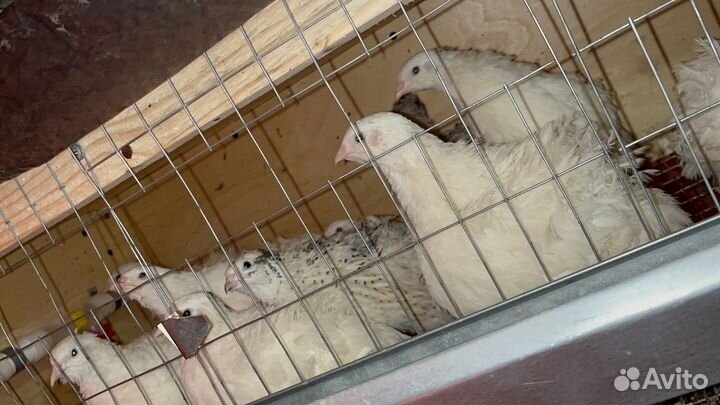 Перепела техасцы утяжеленные и фараон серебро