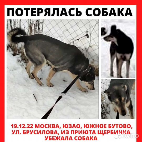 Собака в поиске дома, собака в дар