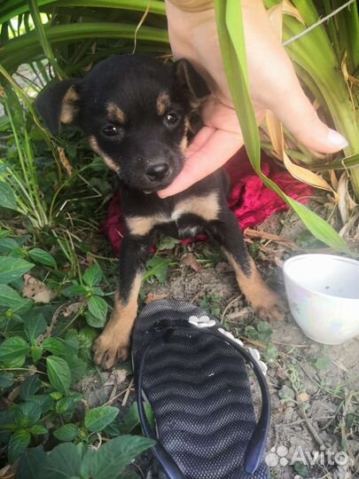 Маленькая собака