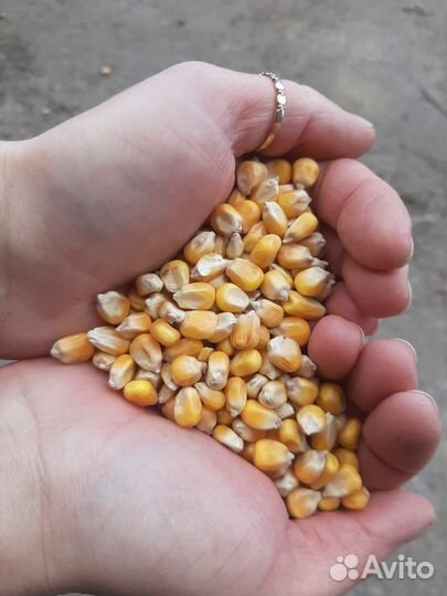 Кукуруза зерно