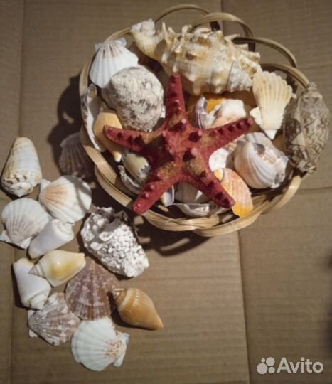 Набор морских ракушек