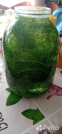 Растения для аквариума