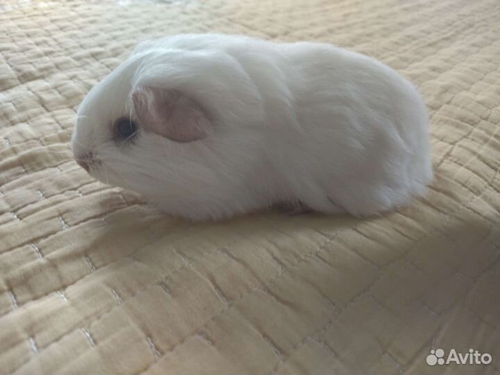 Морские свинки шелти