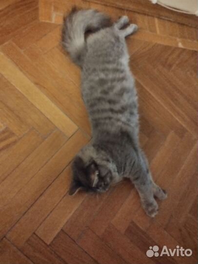 Кот 1 год, метис, серый