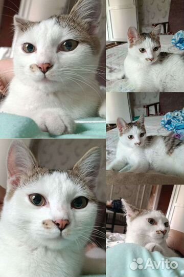 Красивая кошка