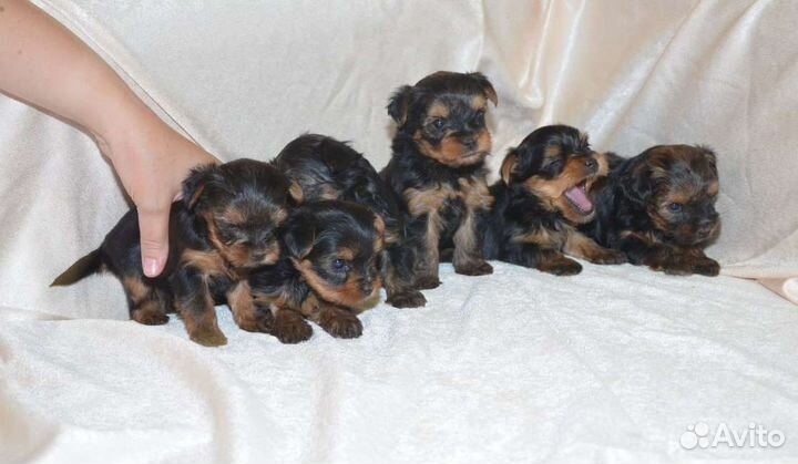 Йоркширский терьер