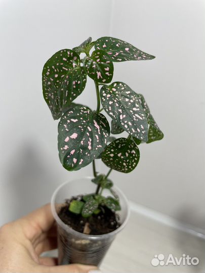 Комнатные растения цветы. Розовые