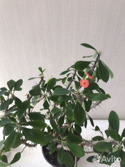 Молочай Миля - цветок для дома и офиса