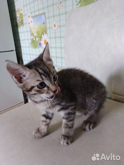 Отдам бесплатно